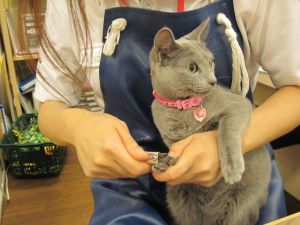 luluの爪切り