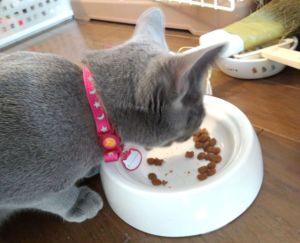 食事中です